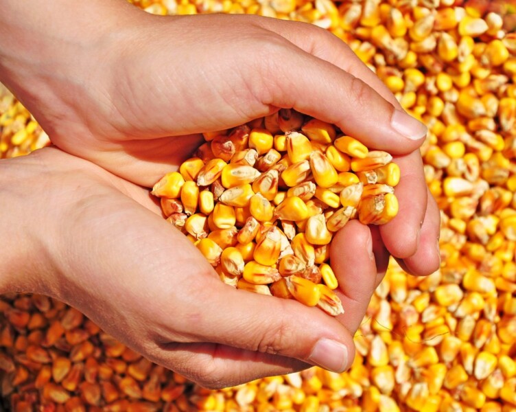 secretaria-municipal-da-agricultura-disponibiliza-sementes-de-milho-e-sorgo