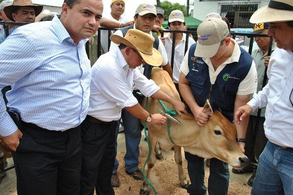 vacinacao-contra-febre-aftosa-inicia-dia-16