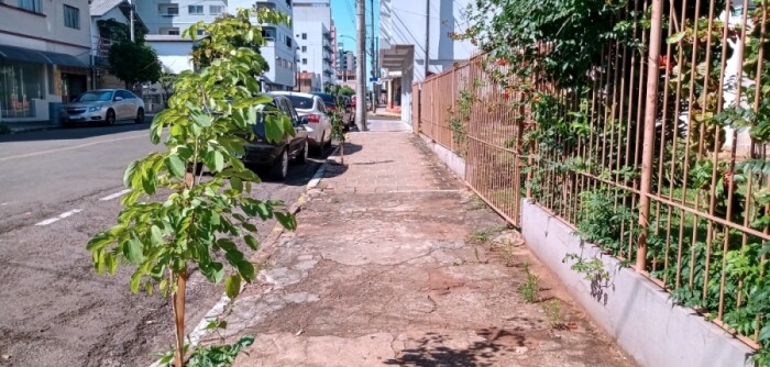 prefeitura-desenvolve-projeto-de-arborizacao