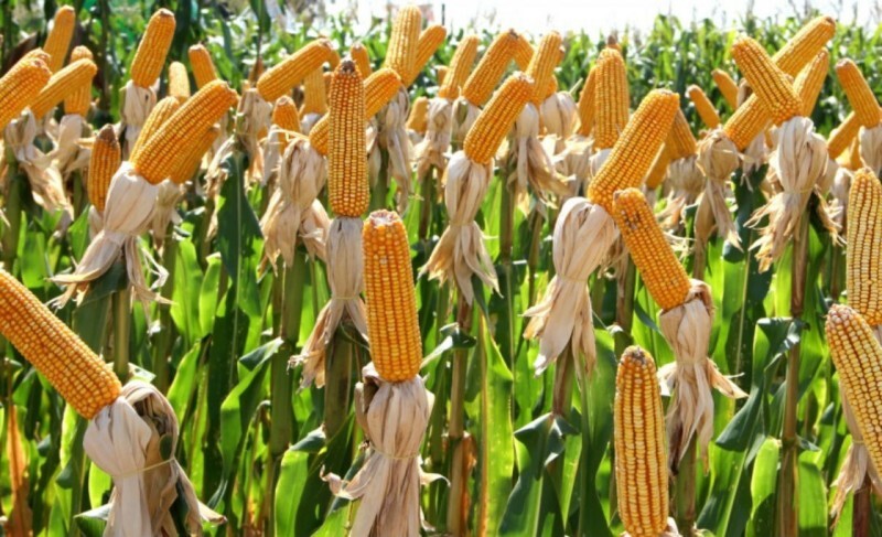 fw-programa-troca-troca-oferece-sementes-de-milho-e-sorgo