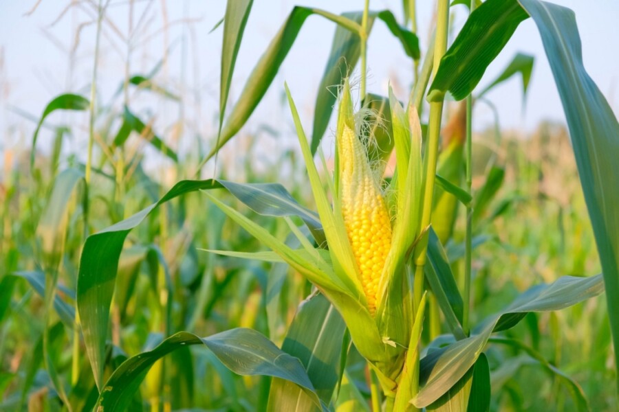 atencao-agricultores-inicia-hoje-27-as-inscricoes-para-o-recebimento-de-milho-e-sorgo