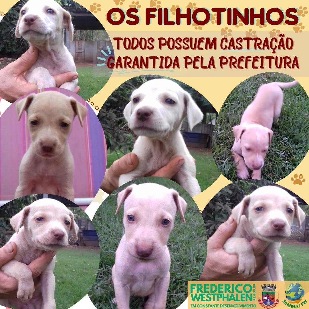 ajude-nos-a-encontrar-um-lar-feliz-para-estes-oito-filhotes-e-seus-pais