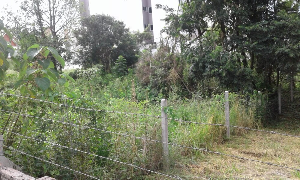 secretaria-do-meio-ambiente-pede-a-colaboracao-da-populacao-para-a-limpeza-de-terrenos-baldios-e-cientifica-quanto-as-penalidades