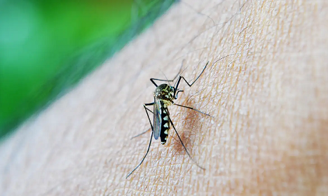 secretaria-da-saude-realiza-fumace-contra-a-dengue-nesta-terca-feira-5-e-quarta-feira-6-confira-os-bairros