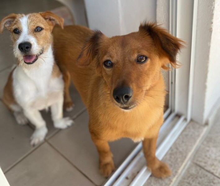 adote-um-amigo-campanha-desenvolvida-pela-semma-auxilia-a-adocao-responsavel-de-animais-vulneraveis