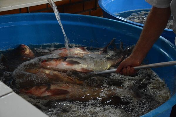 6-edicao-da-feira-do-peixe-e-aberta-oficialmente